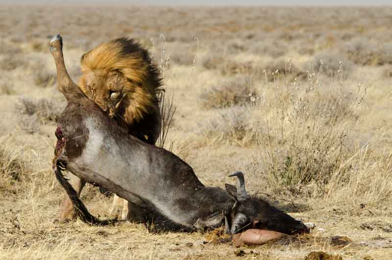 21 - Namibia - leones comiendo - parque nacional de Etosha